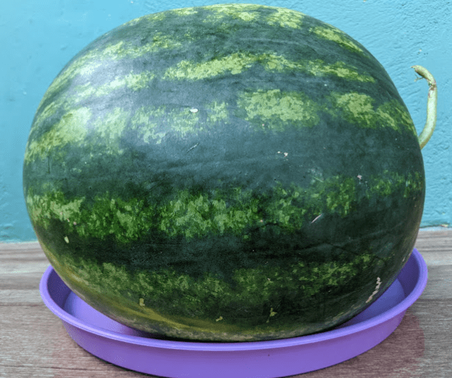 Delivering Healthy Food to Vulnerable People During the&nbsp;Pandemic